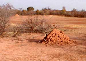 Termite mound in the 'barren and desolate countryside around